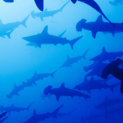 An aesthetic photo of various shark silhouettes against a blue background.